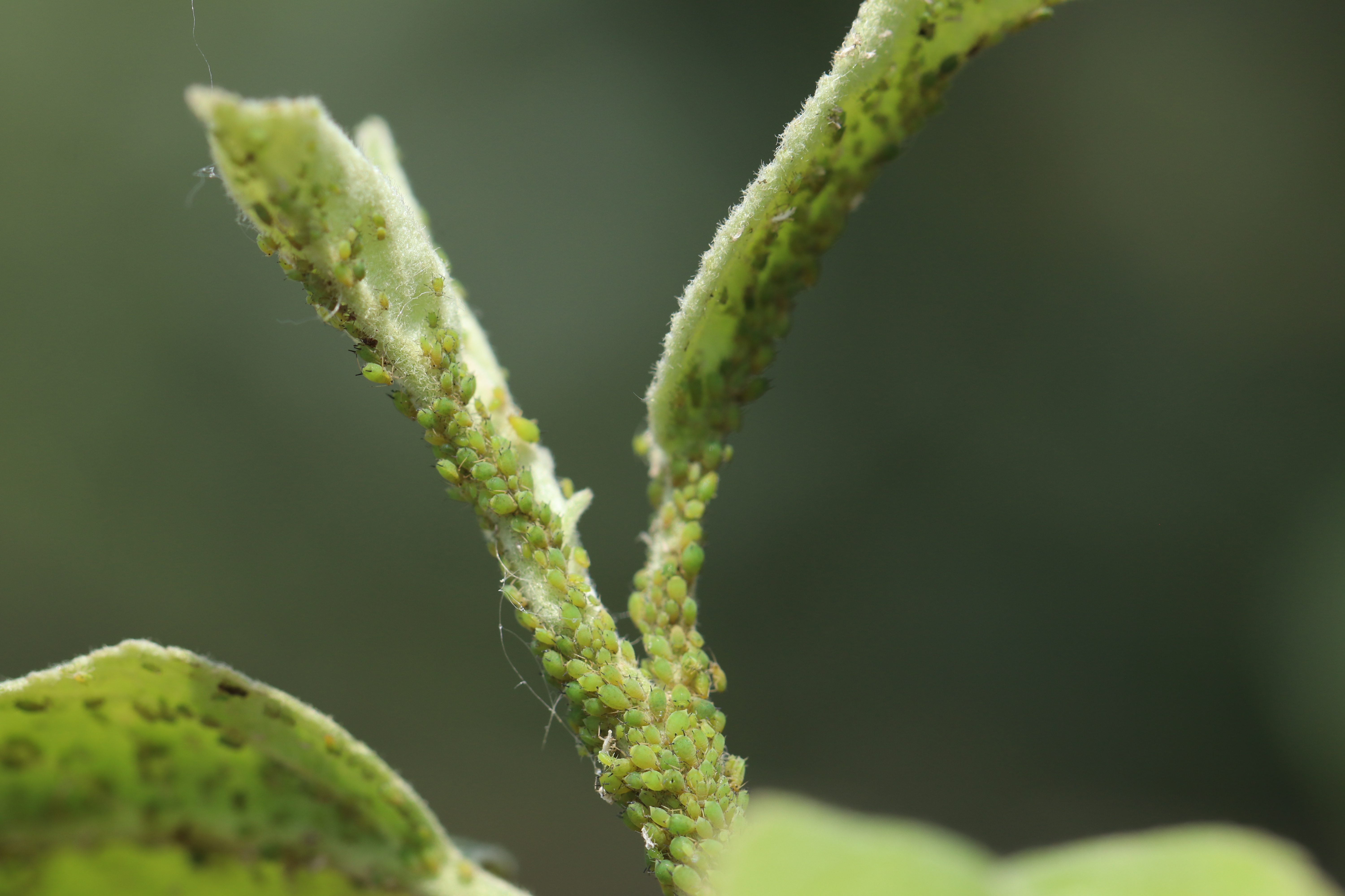 Green Apple Aphid