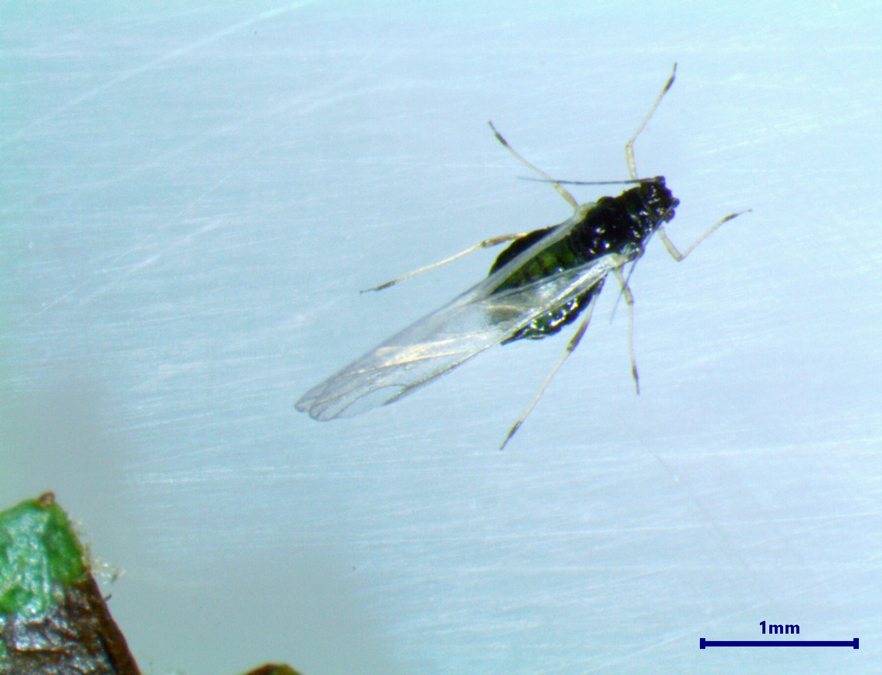 Green Apple Aphid