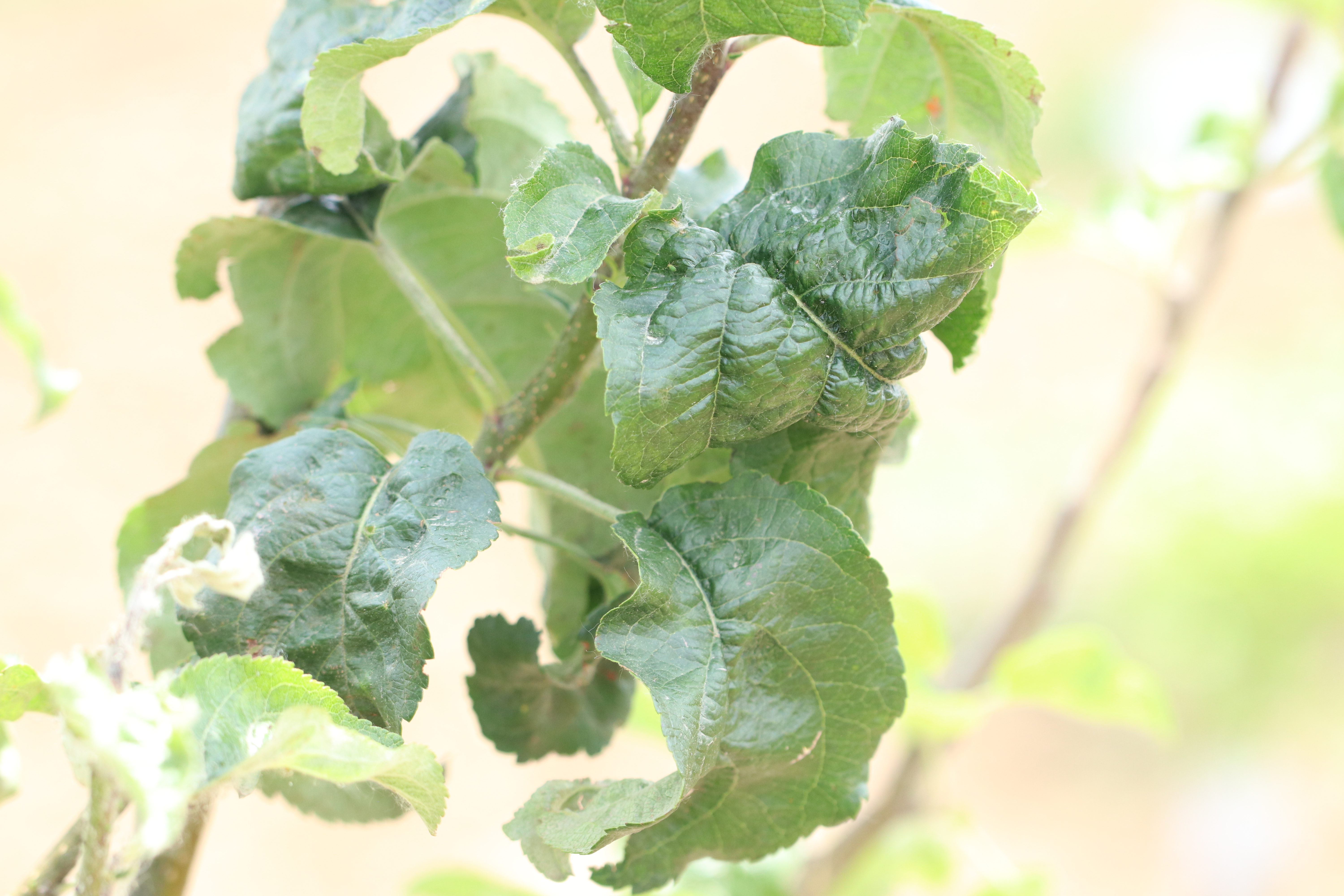 Green Apple Aphid