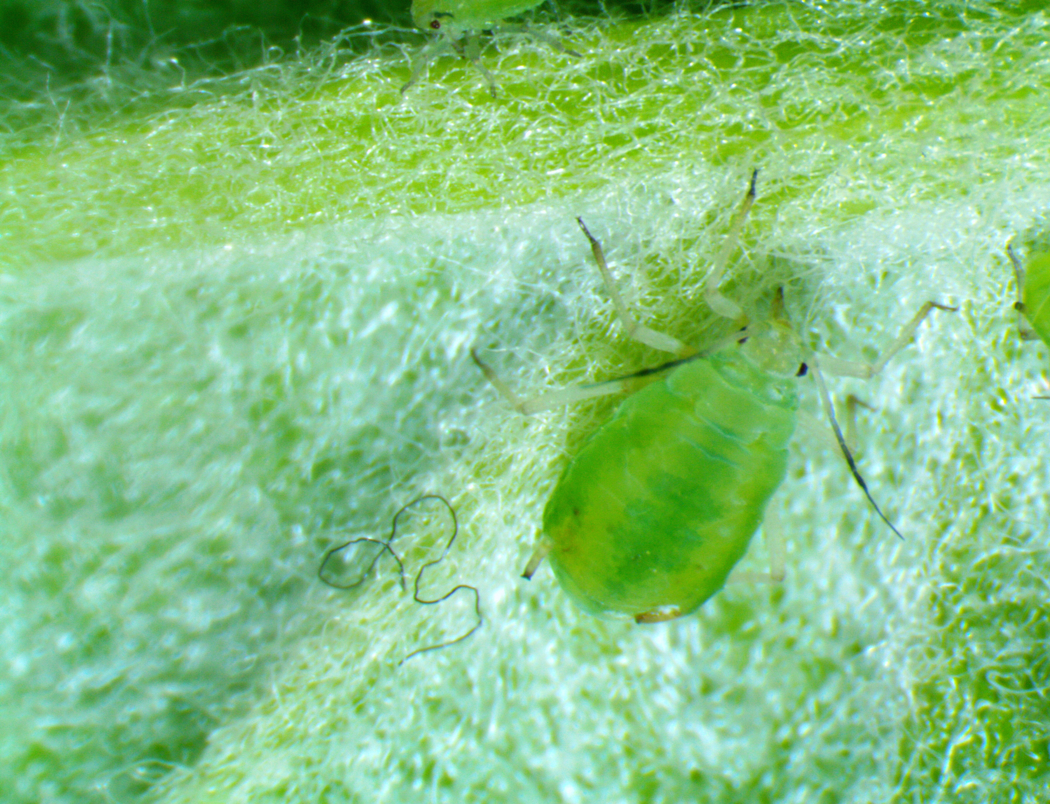 Apple Grain Aphid