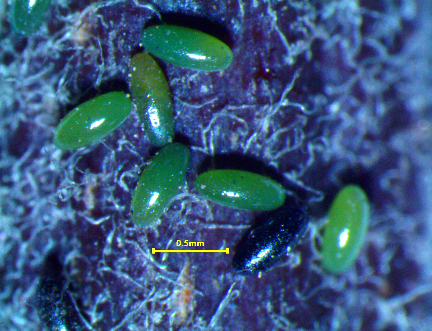 Green Apple Aphid