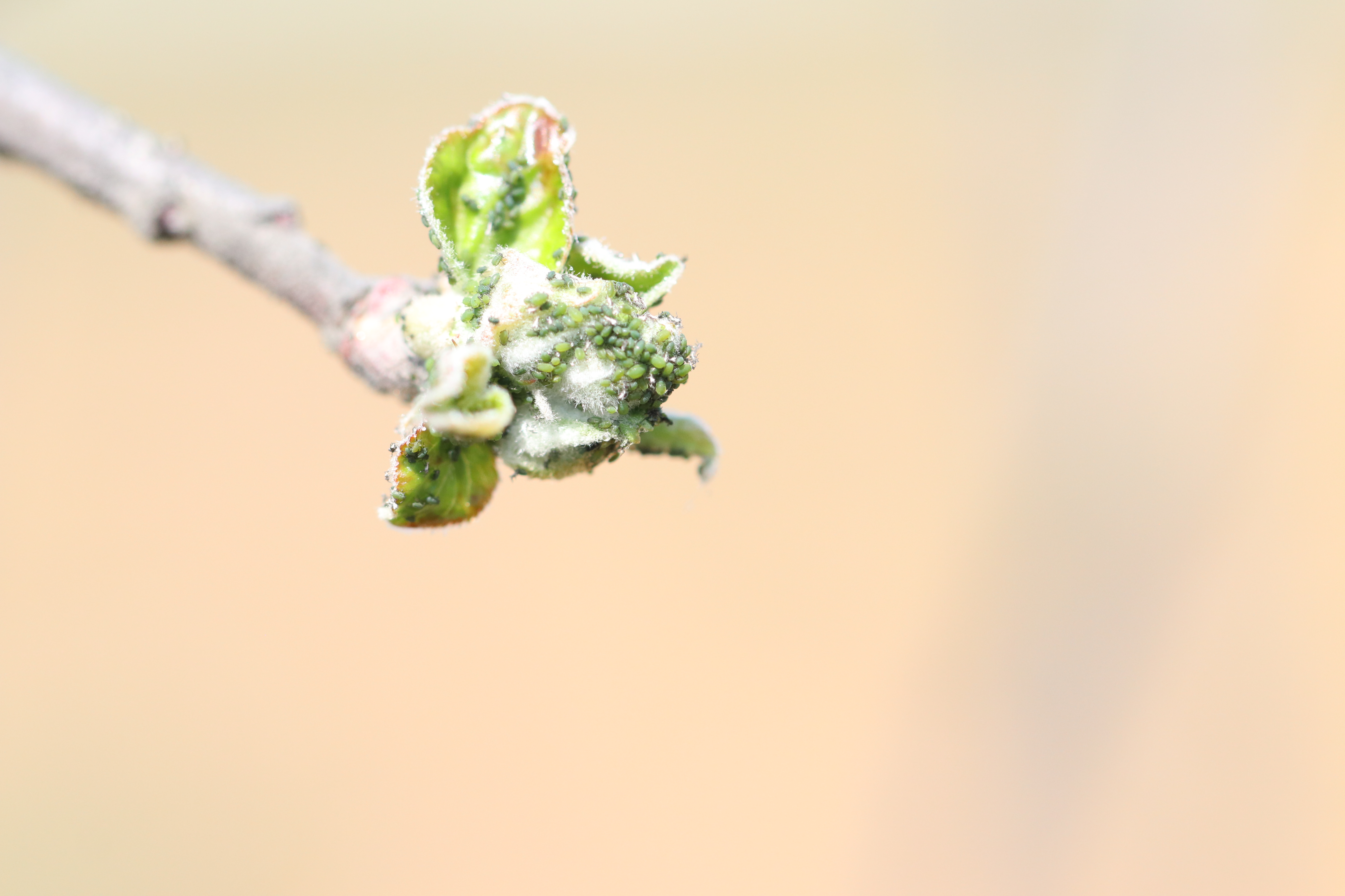 Green Apple Aphid