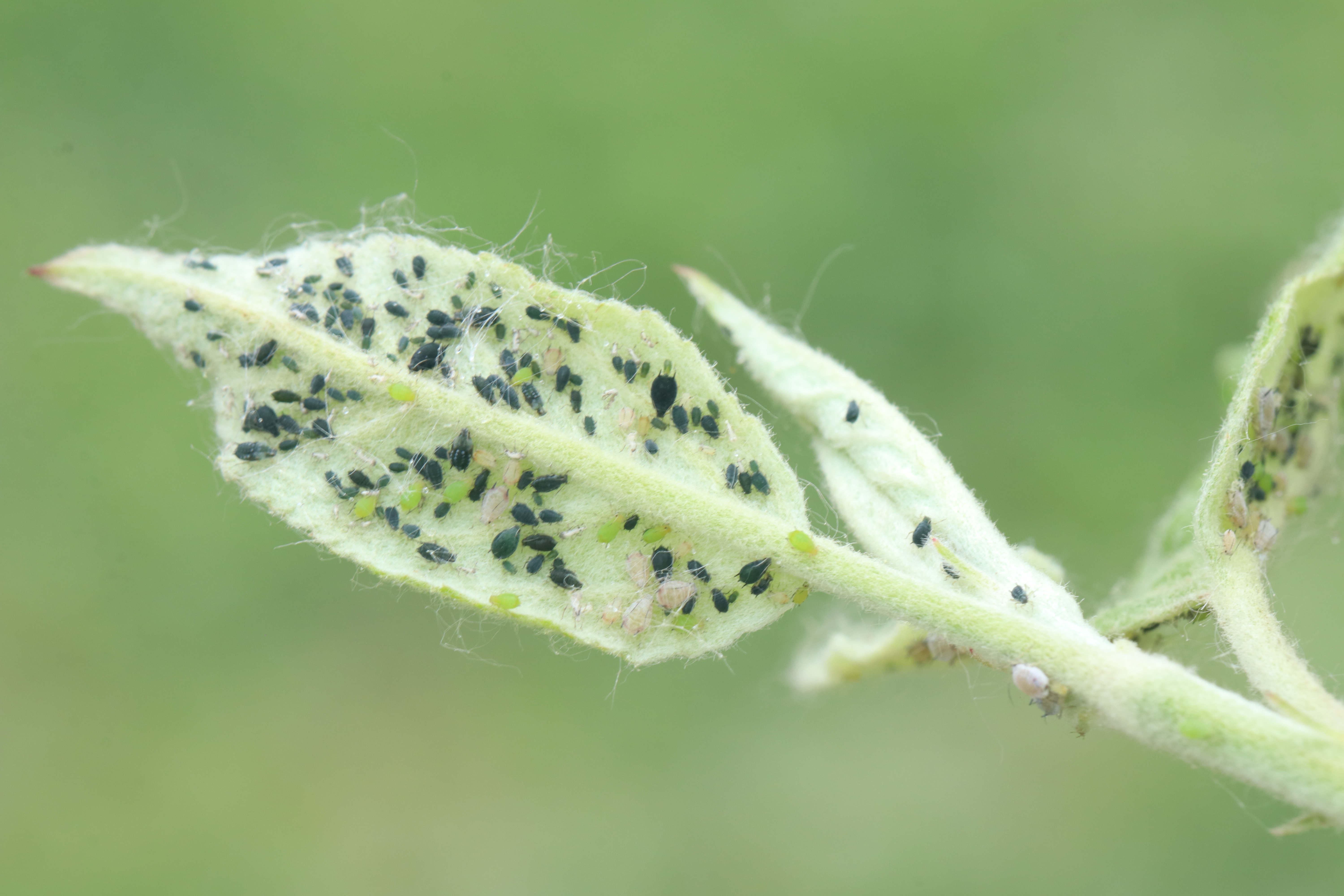 Aphis gossypii