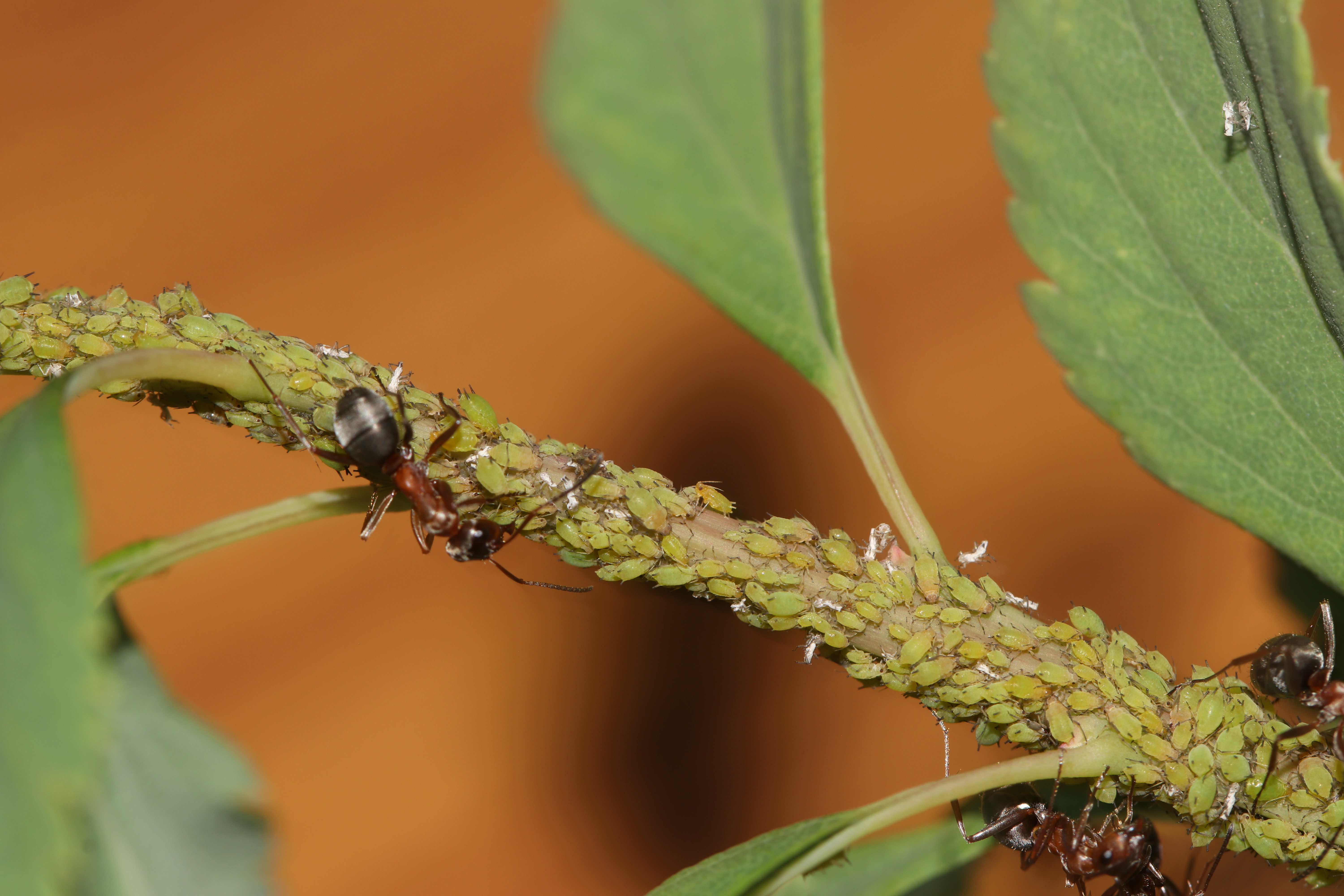Spiraea Aphid