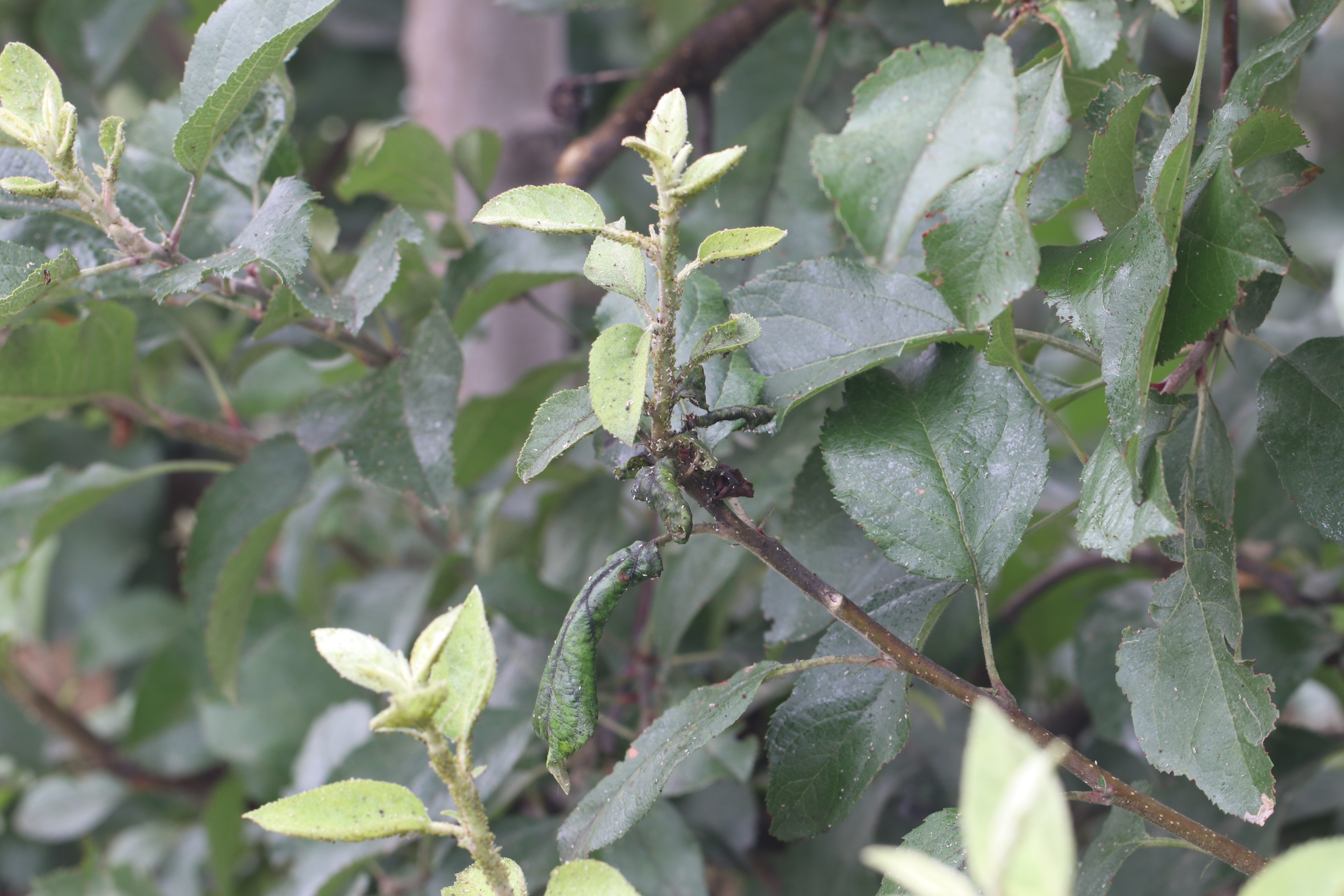 Green Apple Aphid