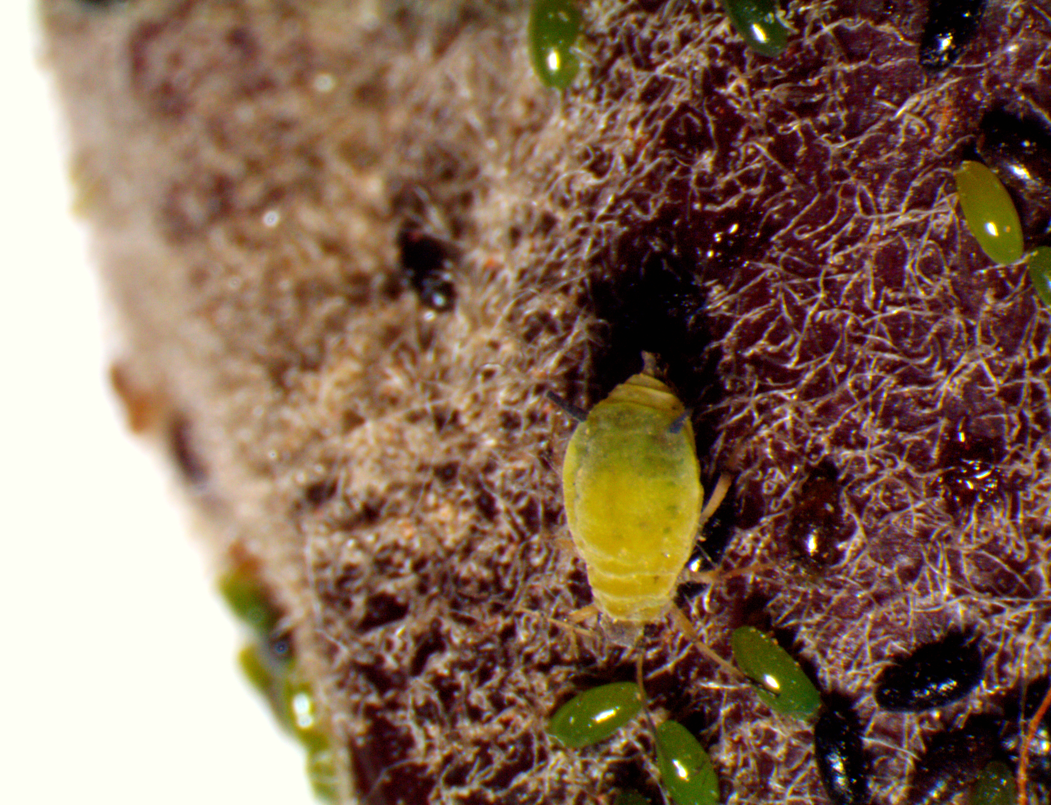 Green Apple Aphid