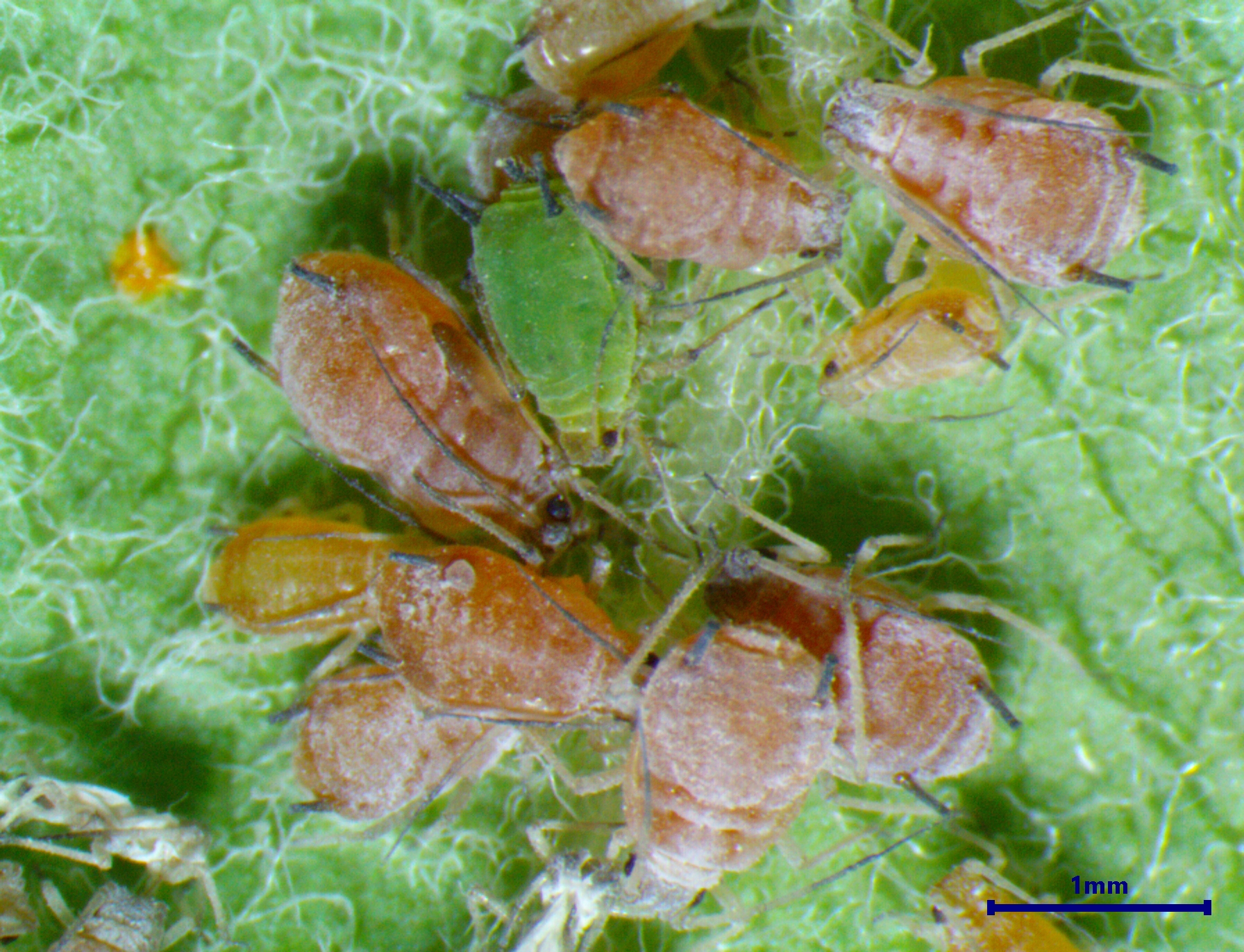 Rosy Apple Aphid
