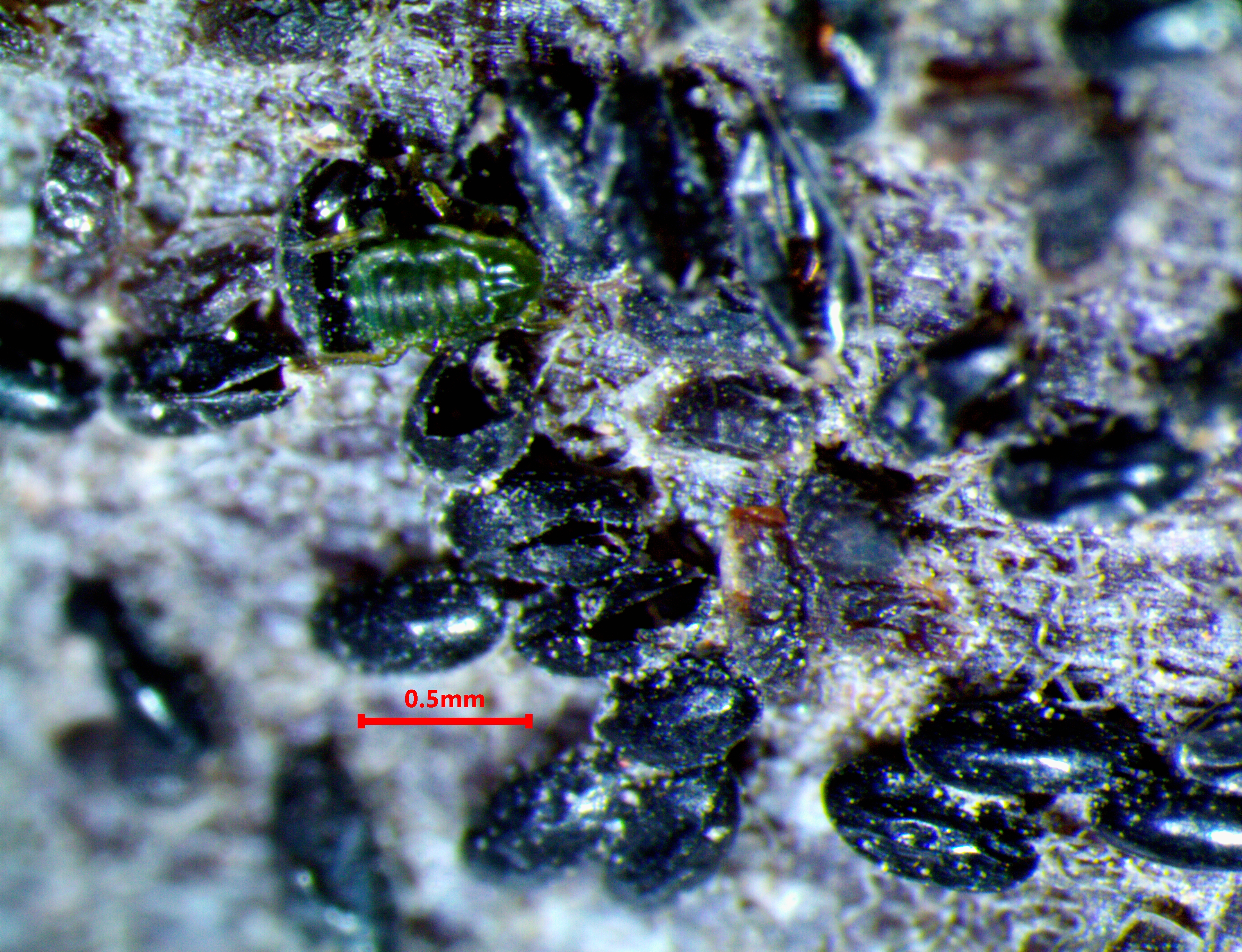 Green Apple Aphid
