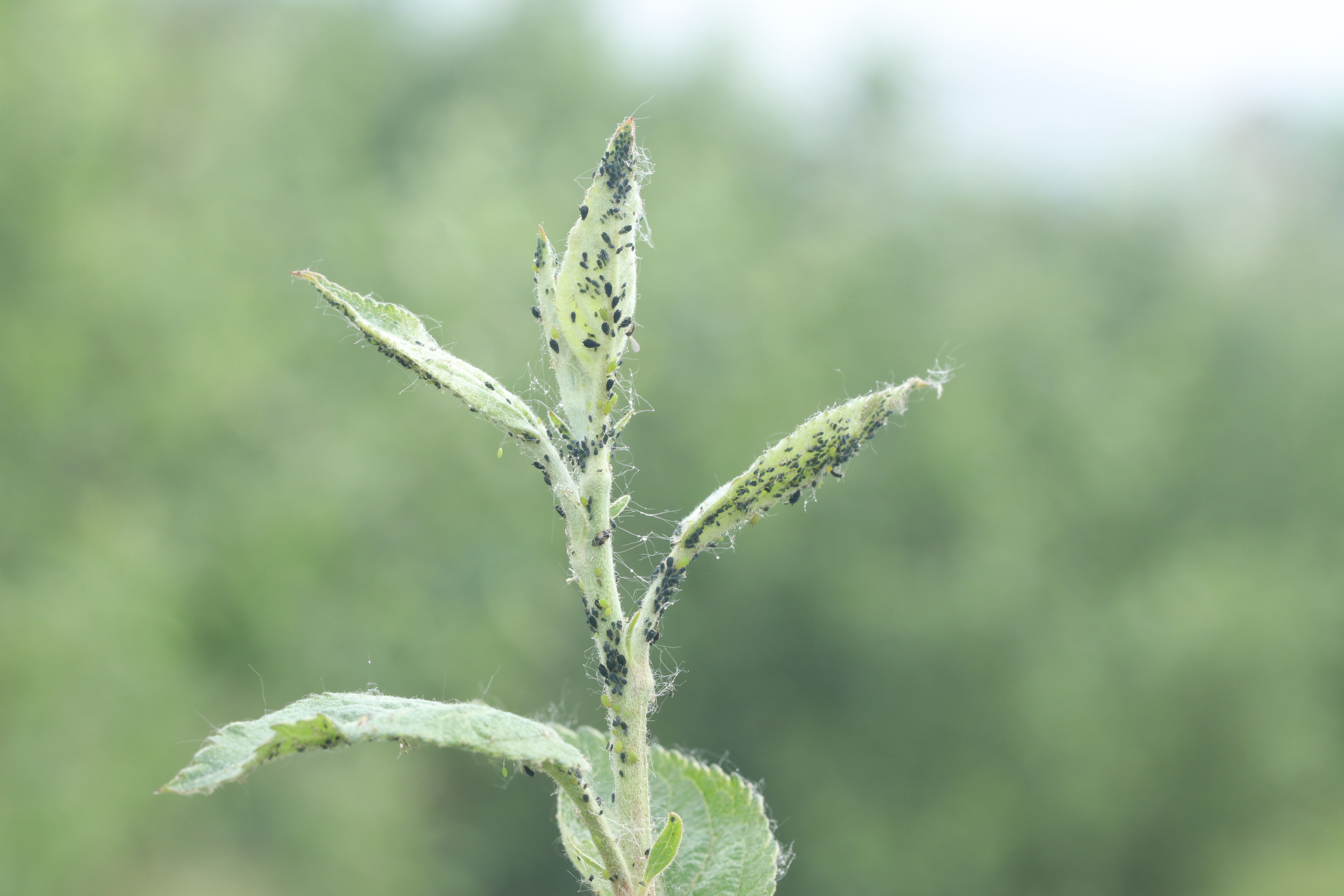 Aphis gossypii