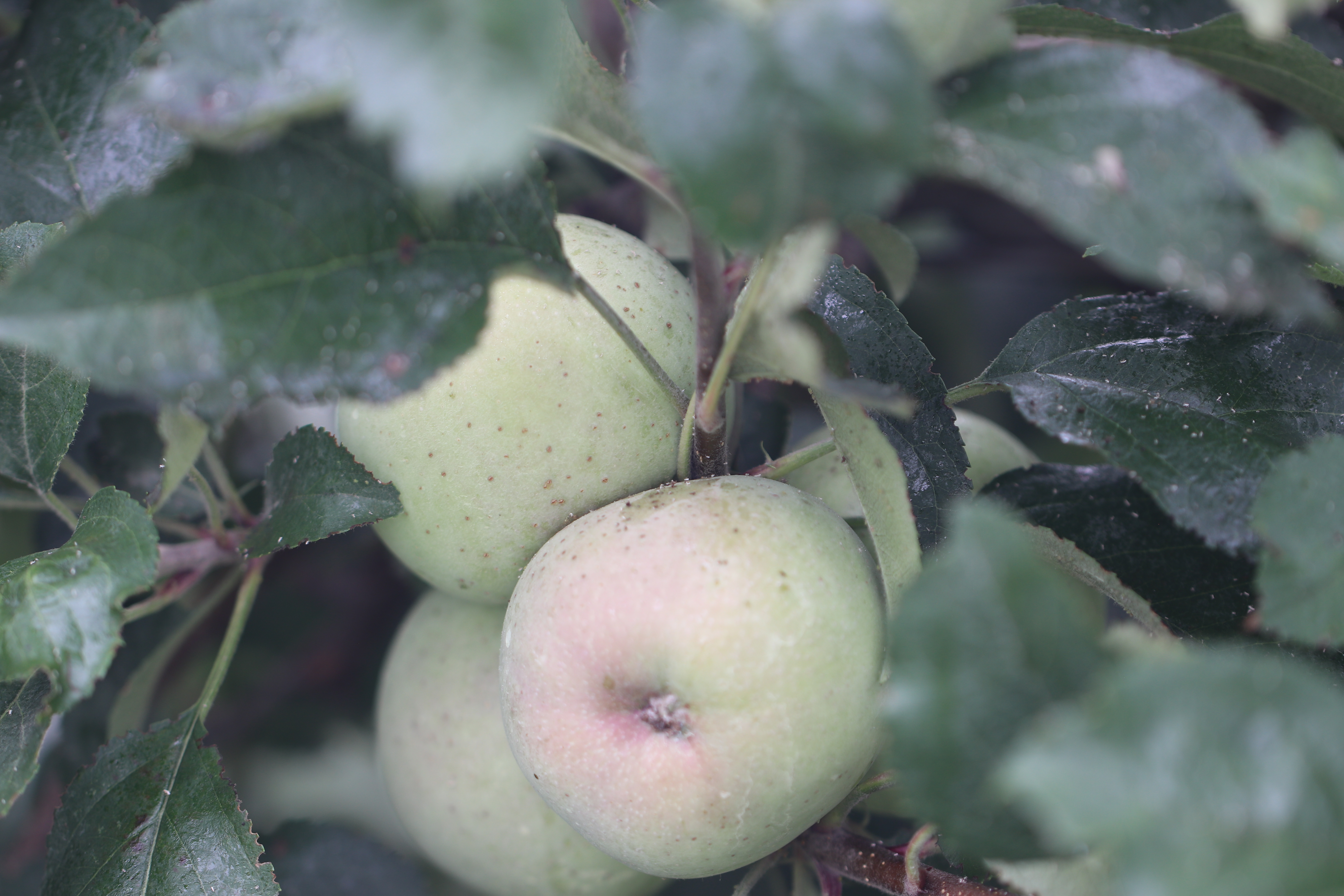 Green Apple Aphid