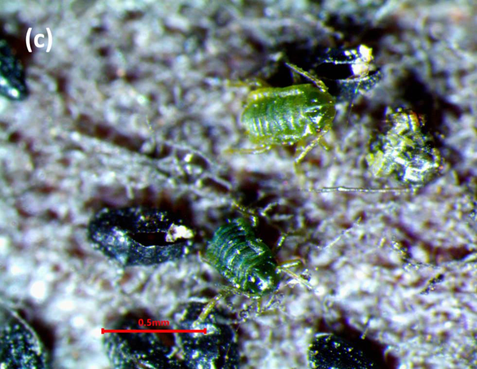 Egg hatch in GAA