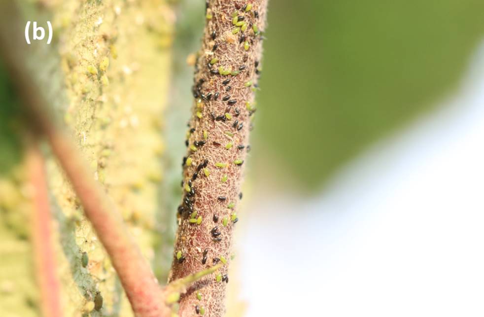Overwintering eggs of GAA