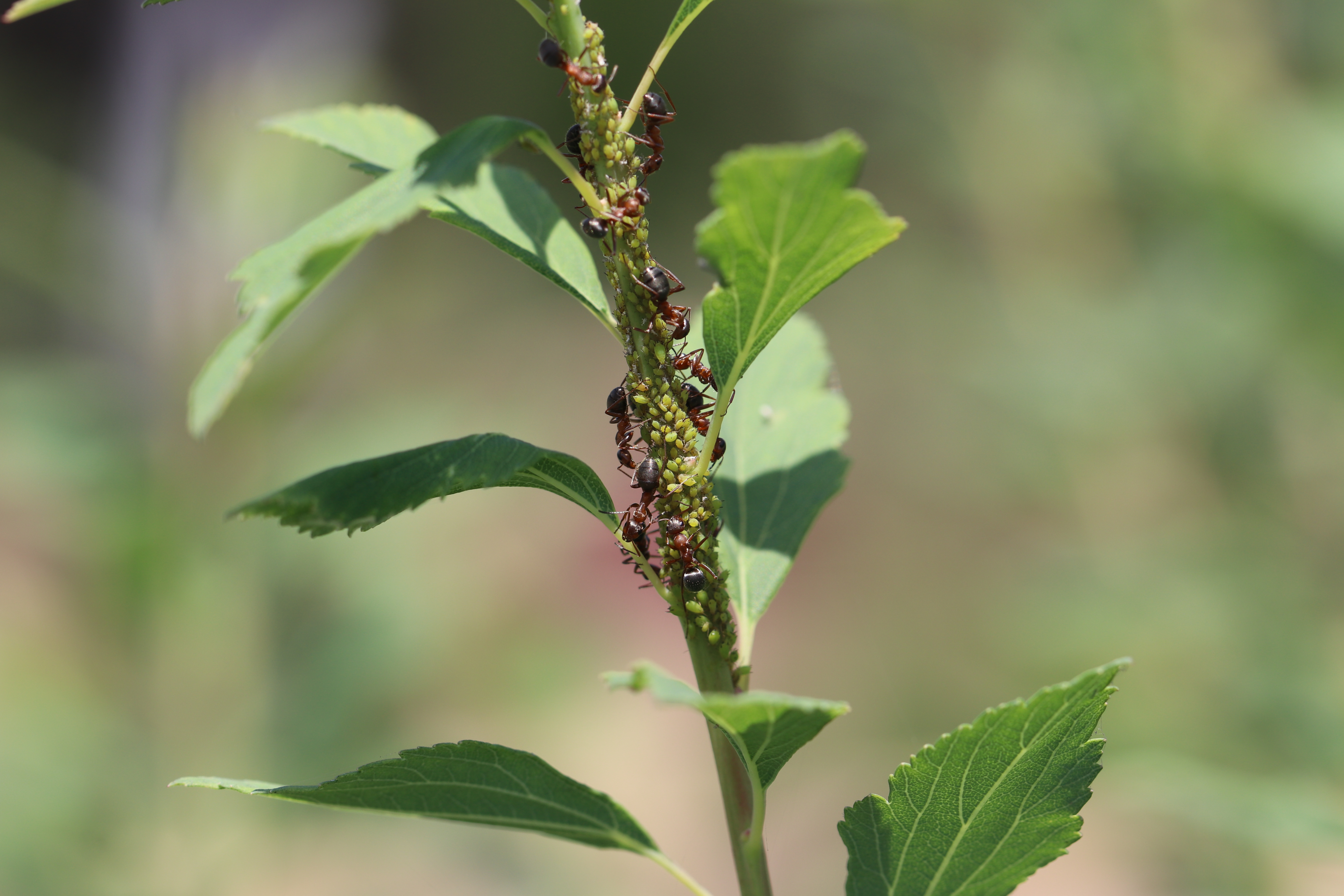 Spiraea Aphid