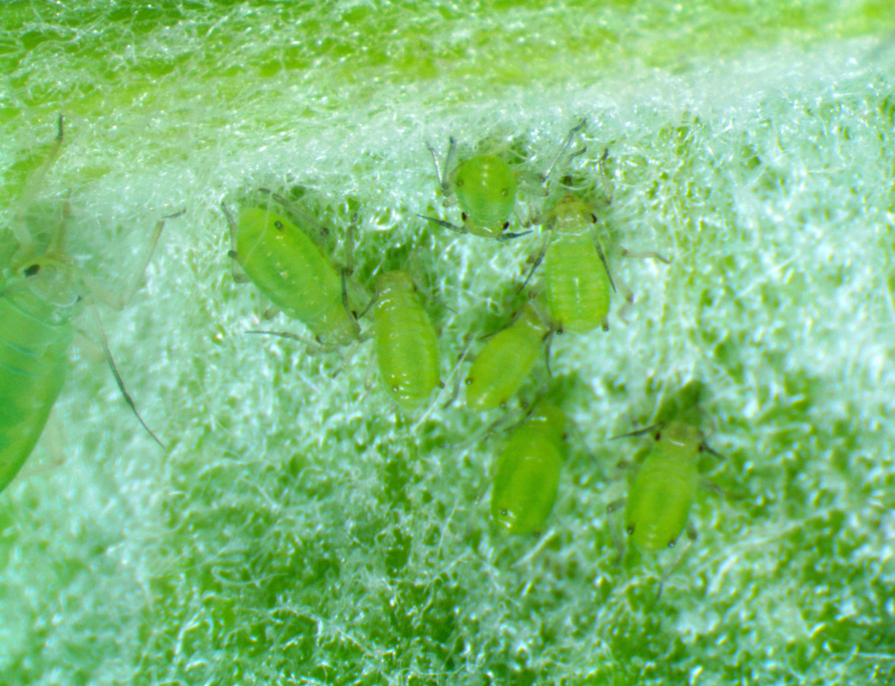 Apple Grain Aphid