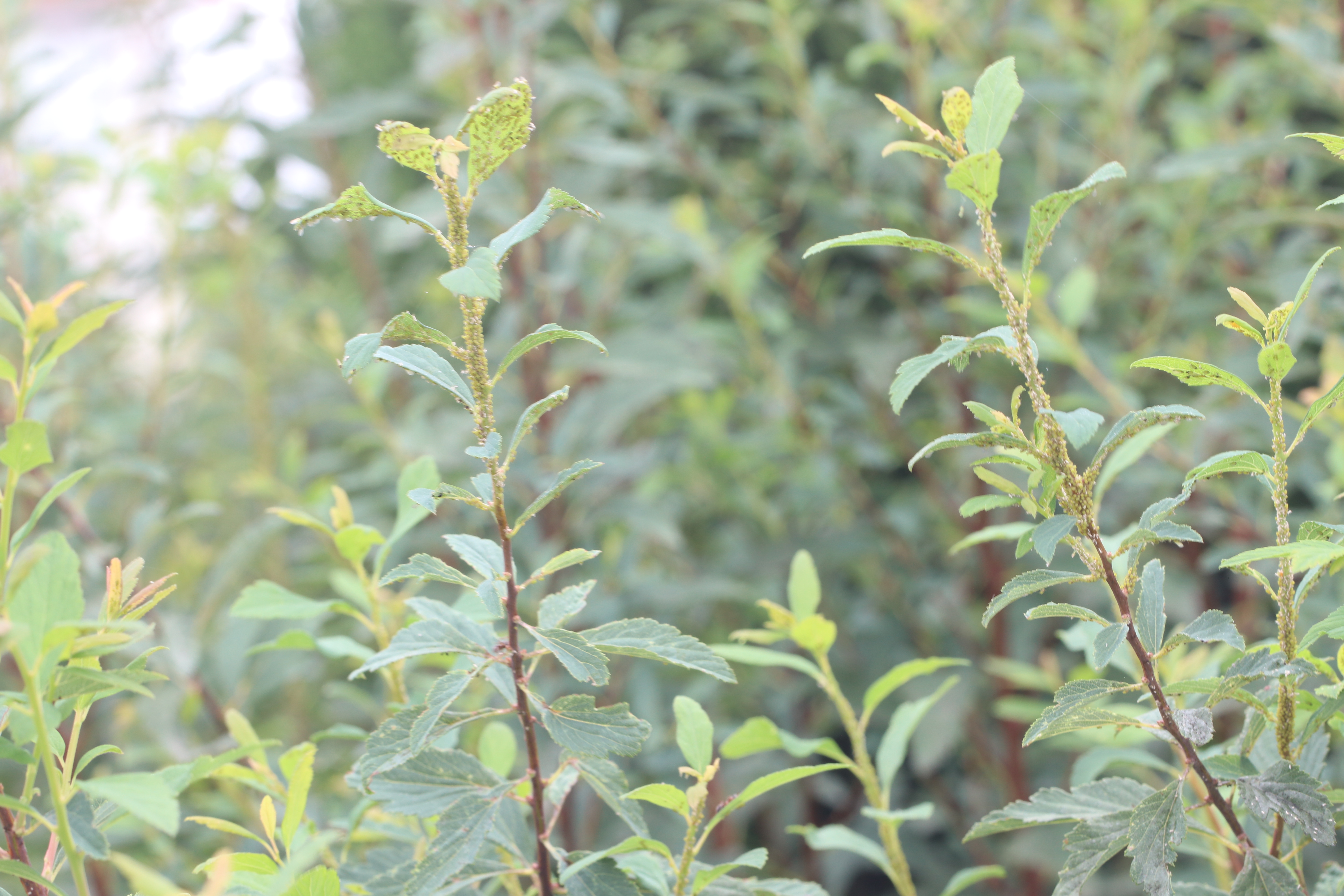 Spiraea Aphid