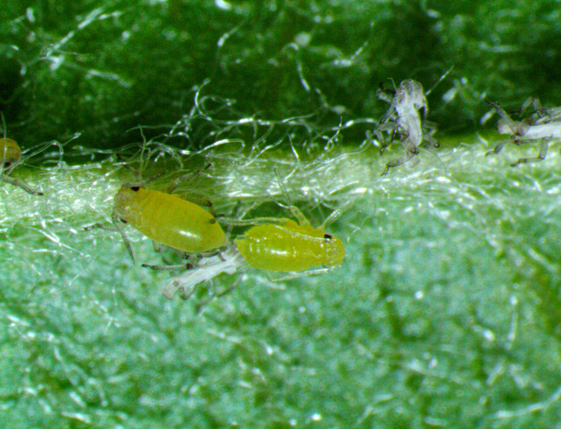 Nymphs of Green apple aphid