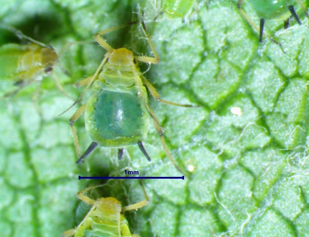 Green Apple Aphid- wingless viviparous female